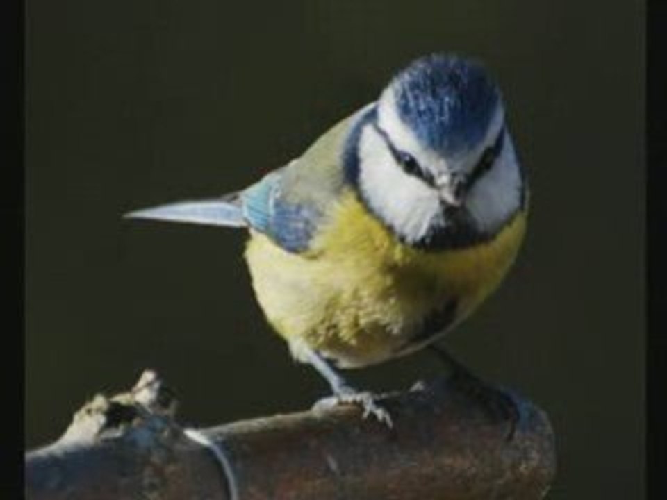 diaporama de mes photos d'oiseaux