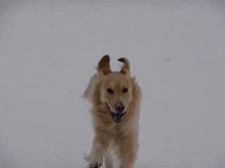 Vegas et la neige...