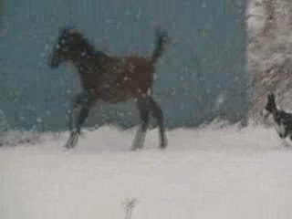 Video Artax dans la neige 05 01 09 001