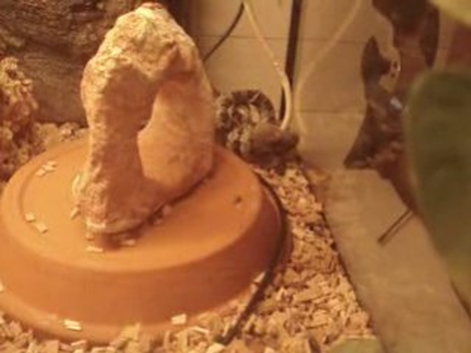 Serpent toto 3