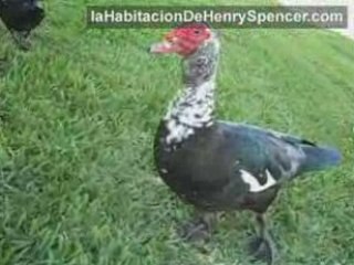 Videoblogueando con los patos