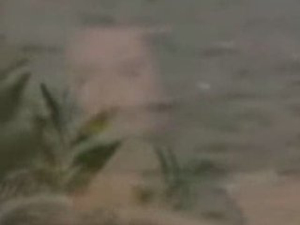 Barış akarsu yeterki