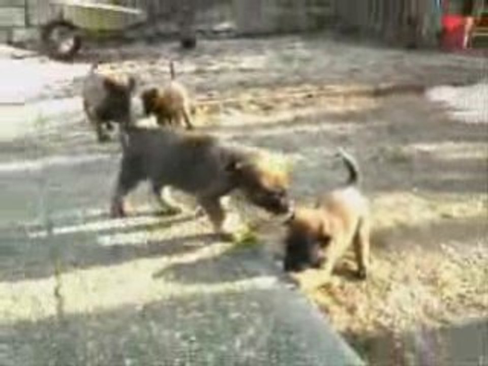 Film chiots malinois 5 semaines