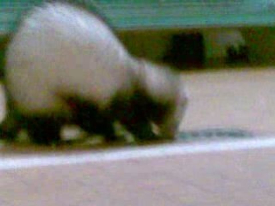 Furet