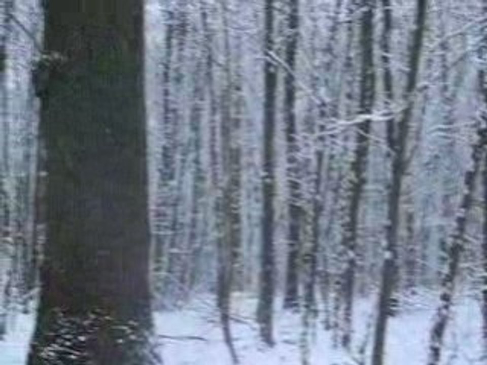 bois de Clamart sous la neige janvier 2009