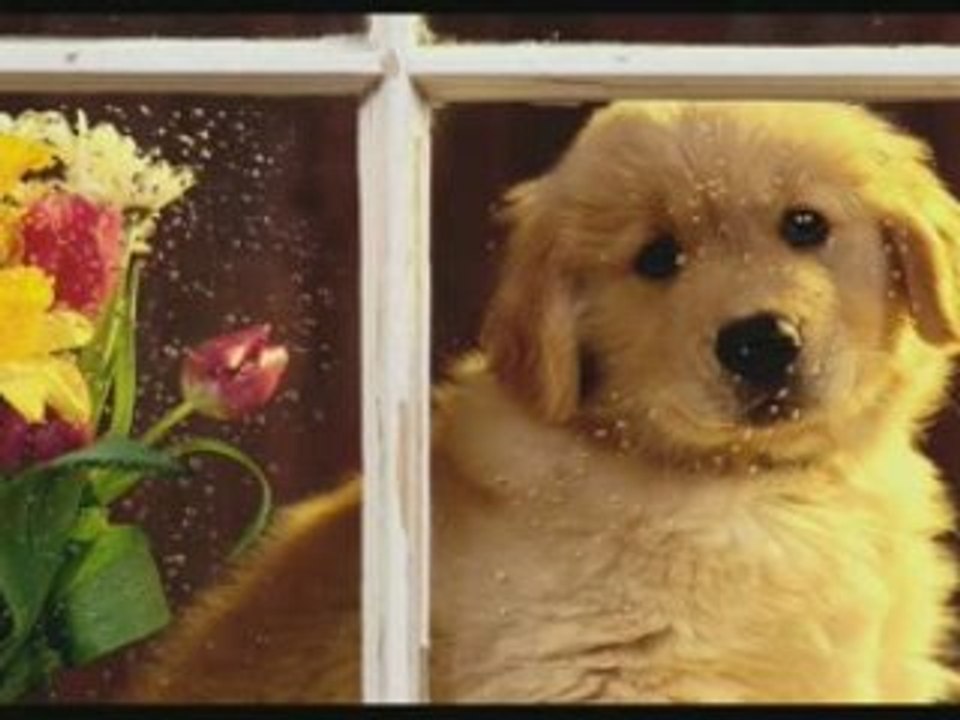 DOGS