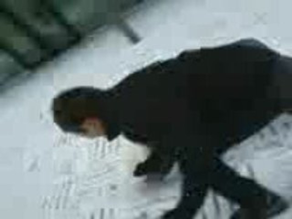 pingouins au bahut
