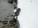 ragondins dans la neige