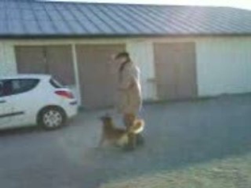 Chien fou