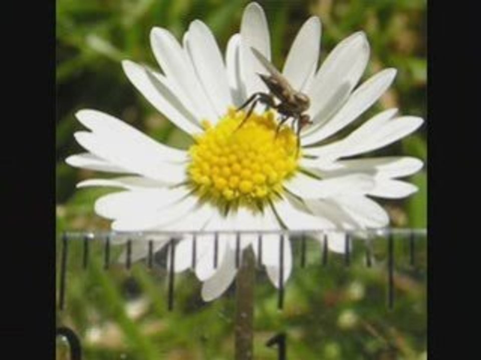 Anniversaire Sabine Video Dailymotion