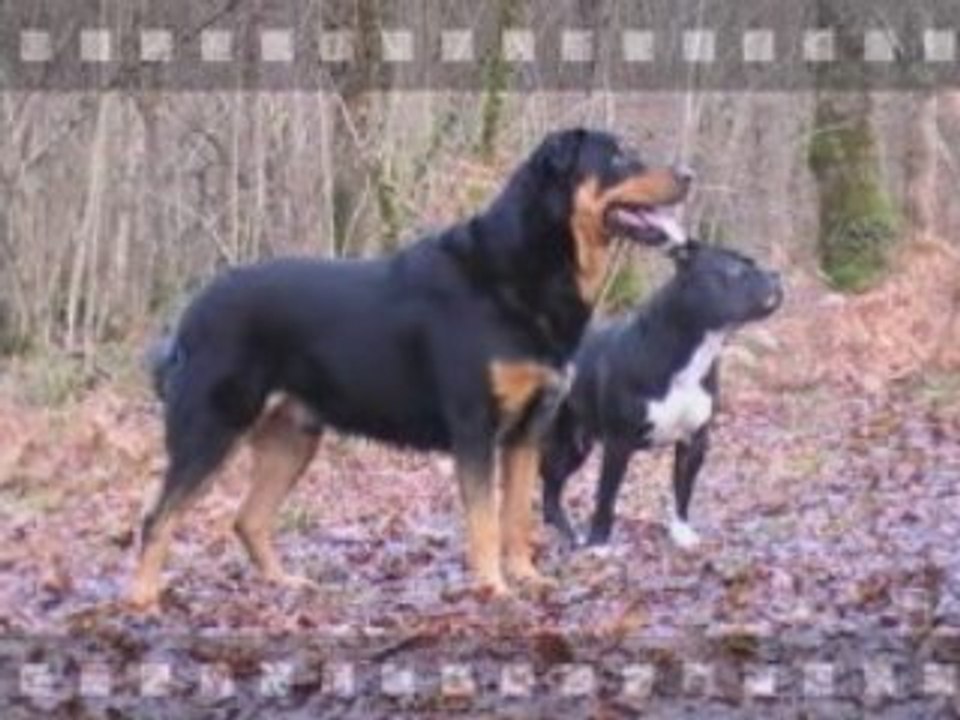 Photos Rocco et Bao en forêt