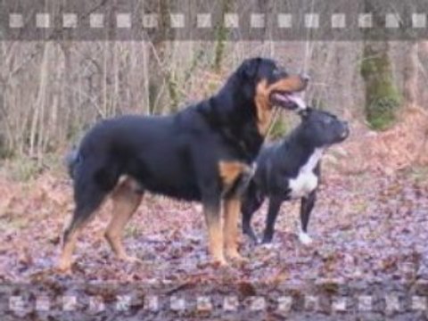 Photos Rocco et Bao en forêt