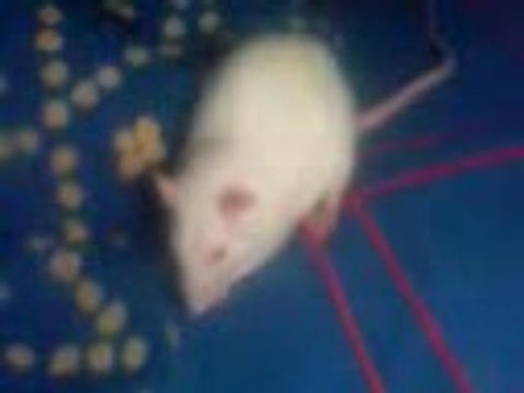 Mon rat qui mange une cereale