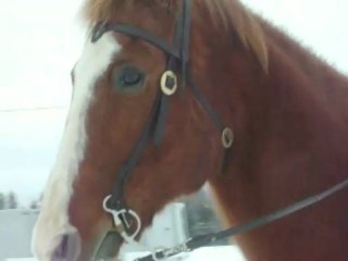 MOi QUi S'FAiT DU FUN AVEC LE CHEVAL A MARYKA !