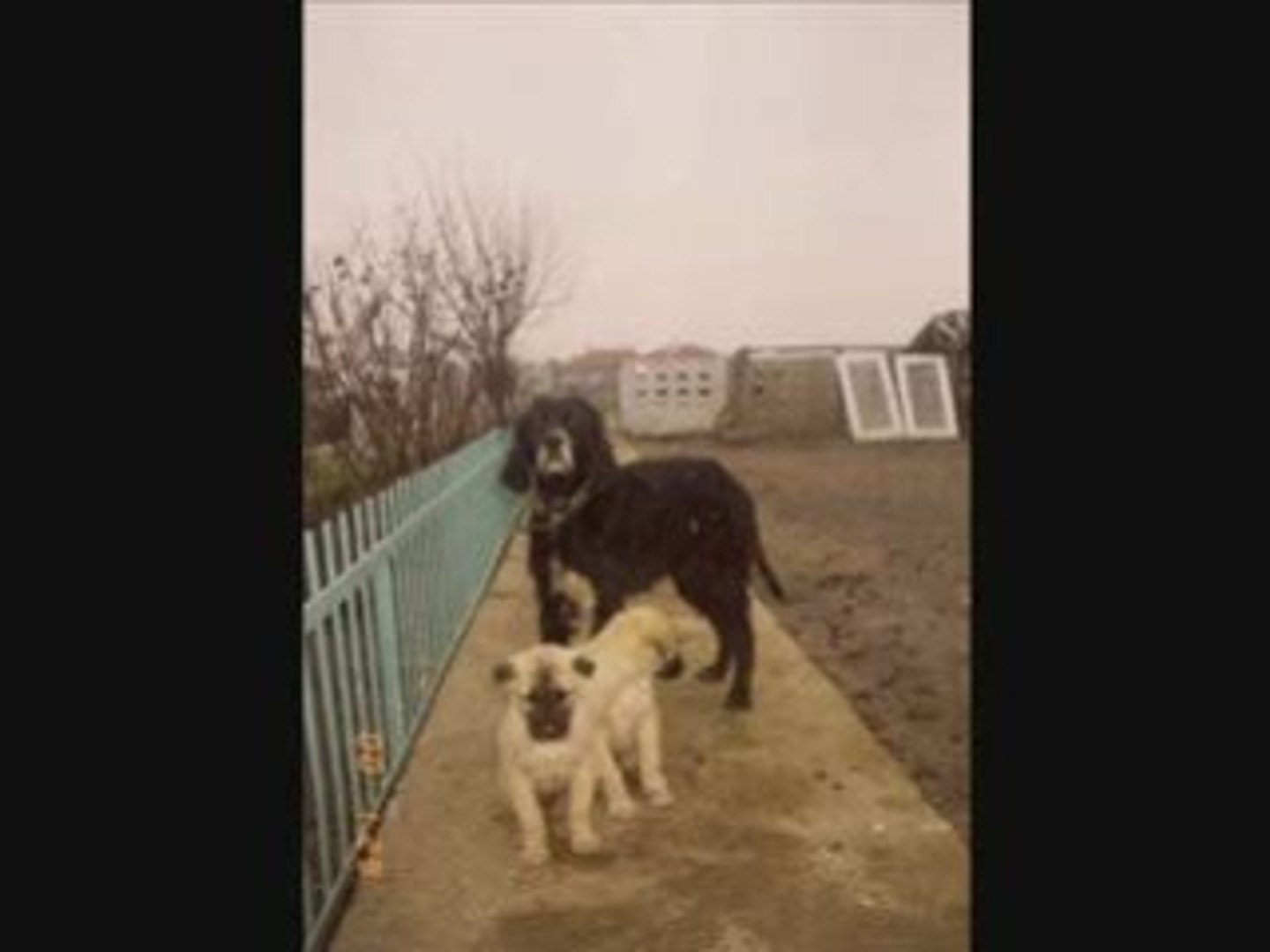 Film