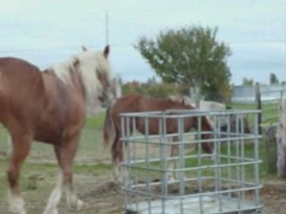 MARYKA ET SES CHEVAUX