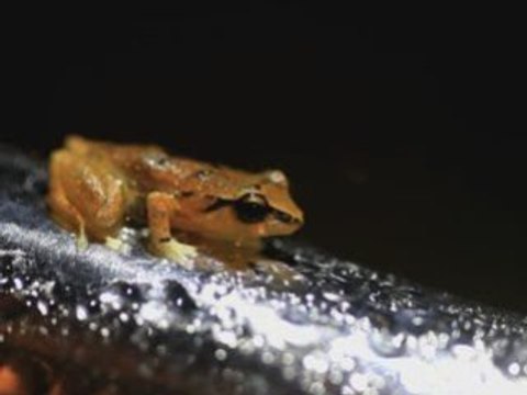 Madinina little frog
