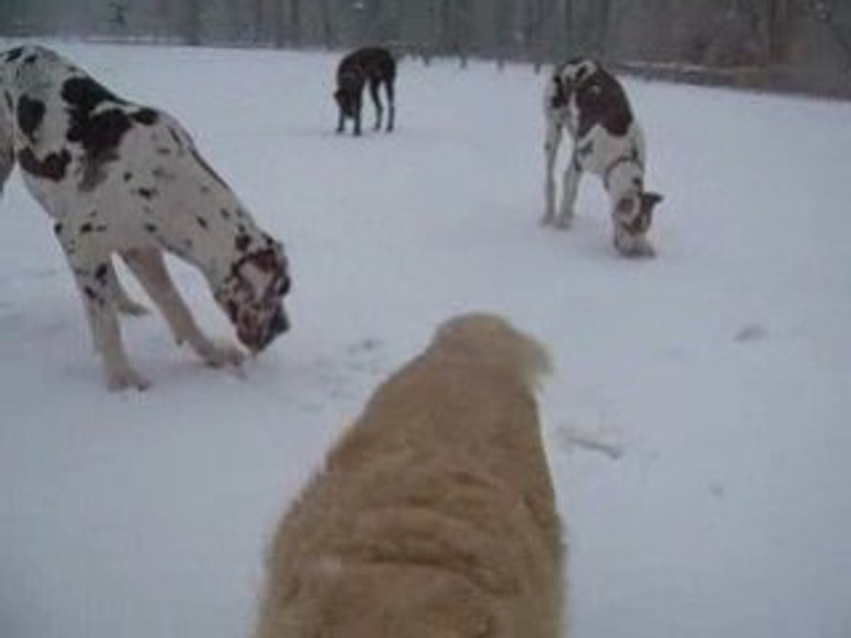 Sortie au Bois de Boulogne le 05 01 2009