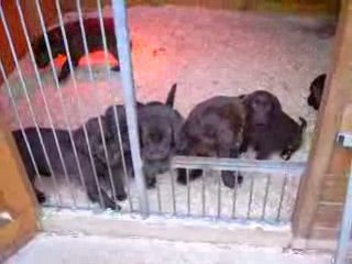 Petits LABRADORS CHOCOLAT