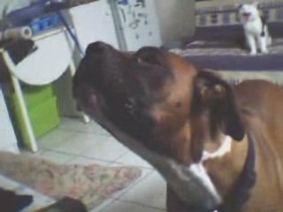 chien qui chante  ( no fake )