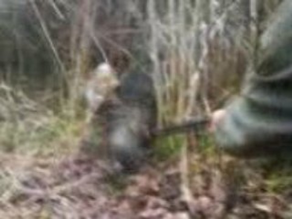 chasse au sanglier au ferme 2009