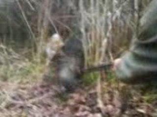 chasse au sanglier au ferme 2009