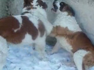 Mes bébés à la neige