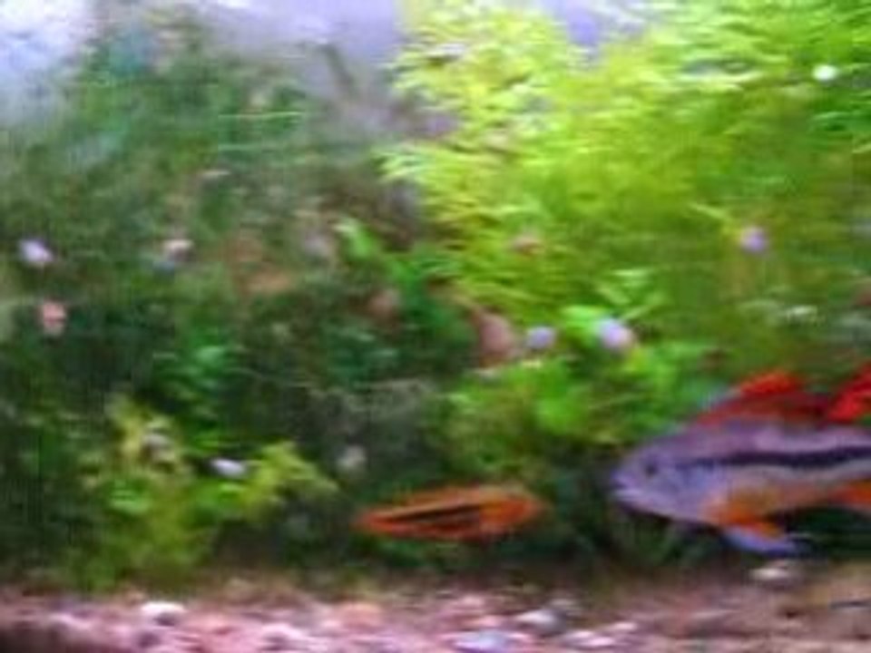 Couple Apistogramma cacatuoides triple-red