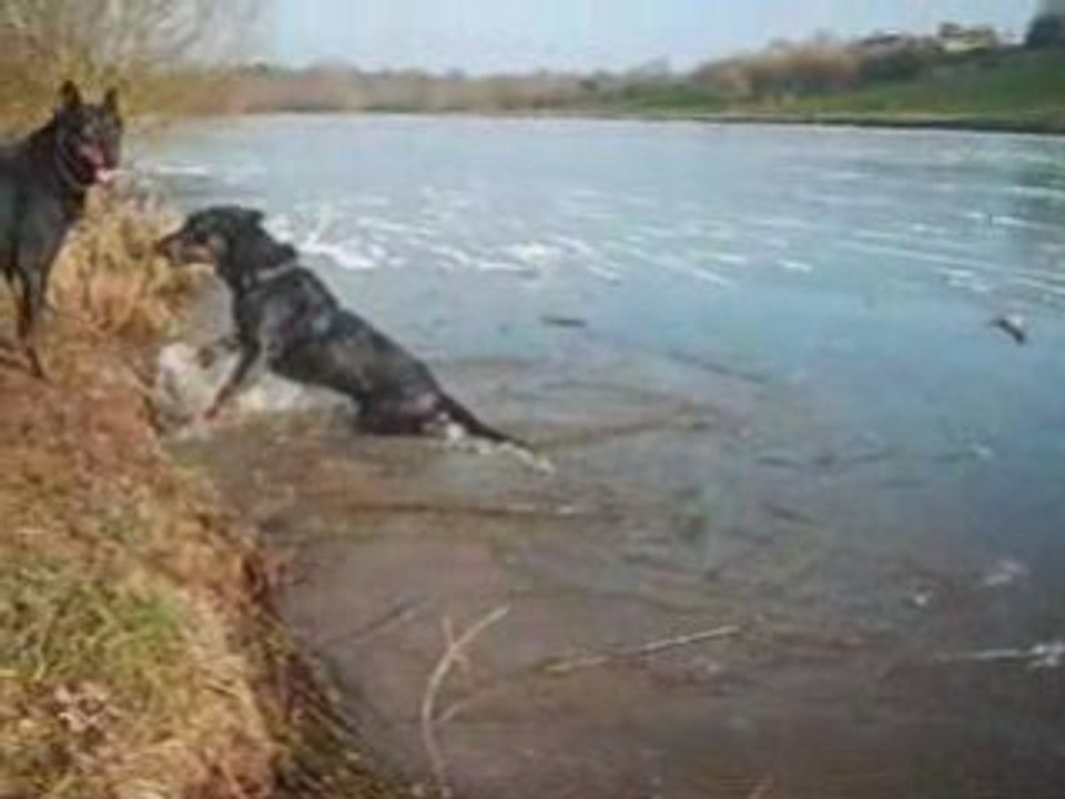 Les chiens de Jesus
