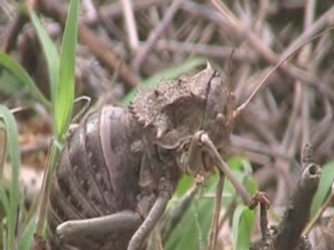 Dung beetles, bees and other bugs of Tanzania