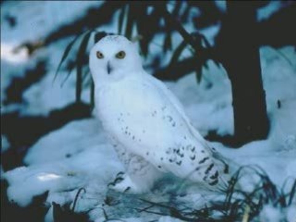 Nightwish (escapist)