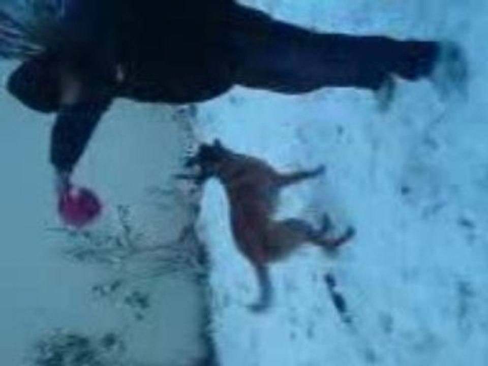 Dean - Berger Belge Malinois