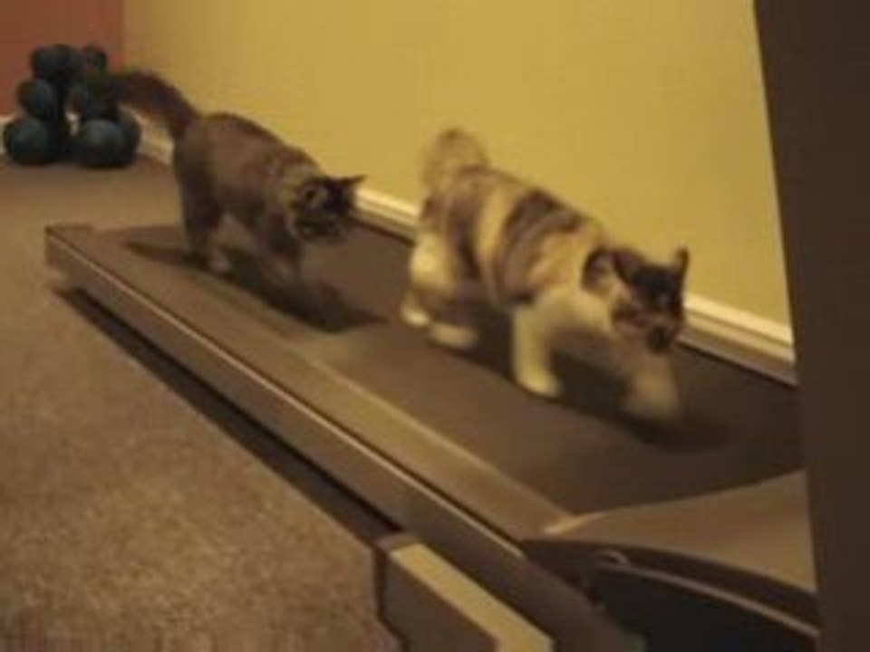 Deux chats sur un tapis roulant