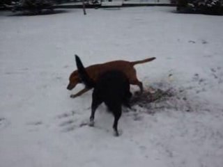 chasse à la taupe dans la neige