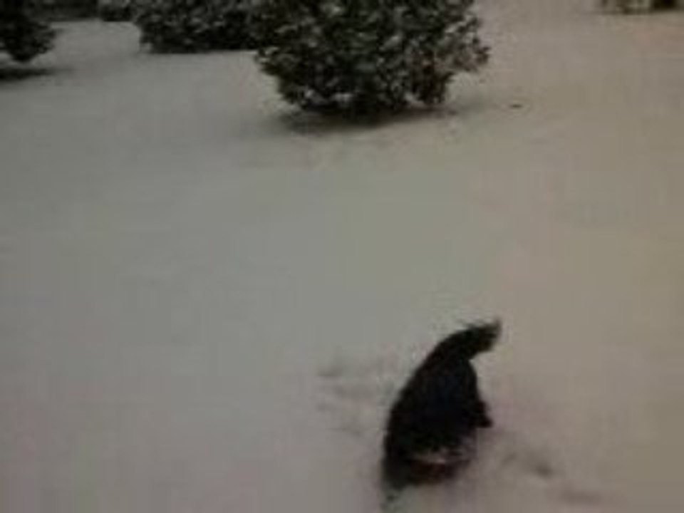 Neige Amqui 06/01/09