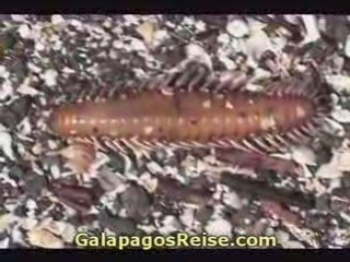 The Galapagos Islands - Video Blog Part 13