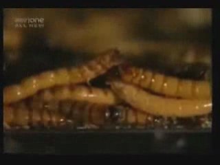 Chyna on Celebrity Fear Factor