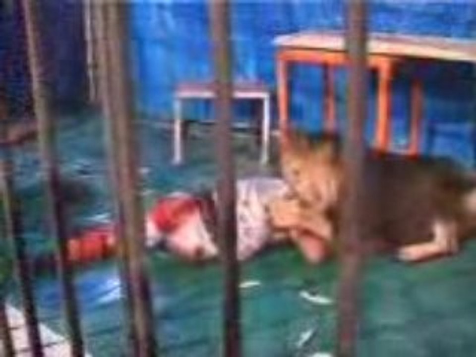 Le lion reste tjrs sauvage