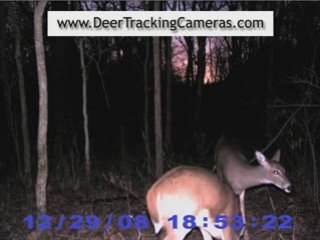 Stealth Cam Videos and Slideshow