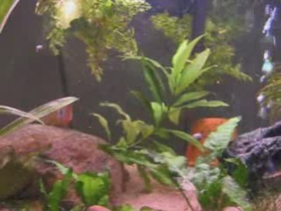 Gymnogeophagus sp. norte 1ière ponte/ 1rst spawn