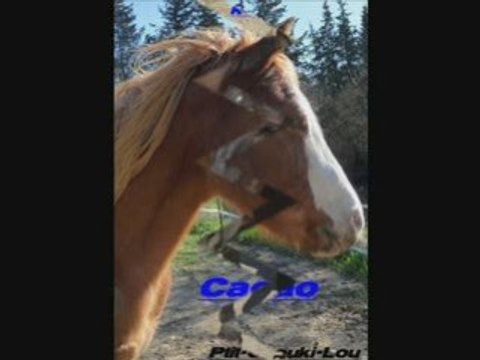Diaporama sur les poney pour Ptit-Chouki-Lou