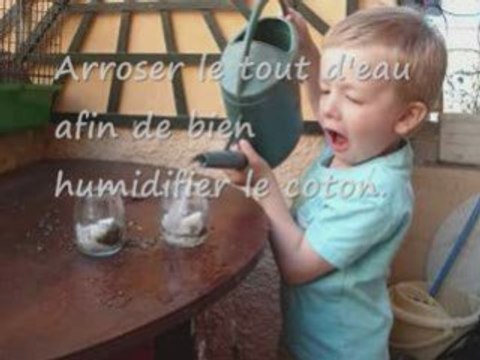 Comment faire germer des lentilles