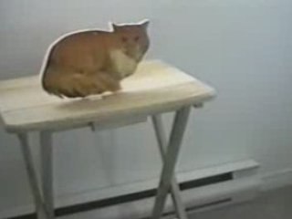 Gatto contro gatto