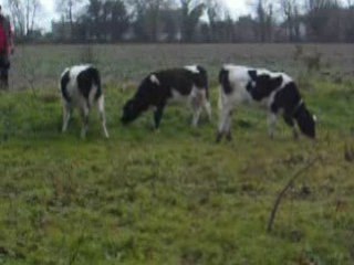 les petites vaches se sont encore échappées
