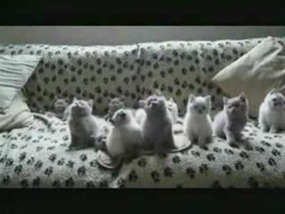 Sweet kittens