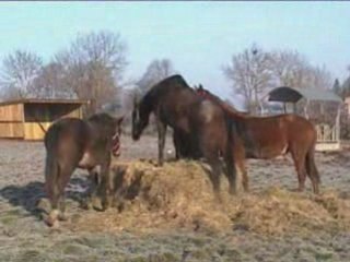 Les yearlings début Janv 2009