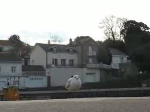 Pornic : mouette sur le quai