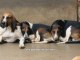 dogs 101 dog answers biting dog training to stop