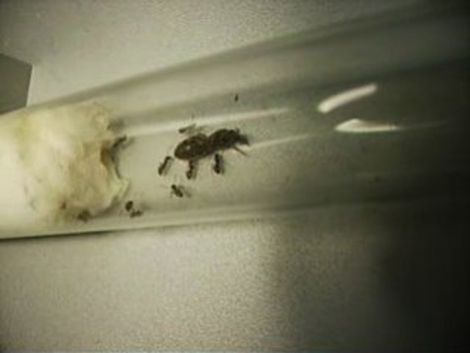 FOURMIS gyne Lasius niger handicapée