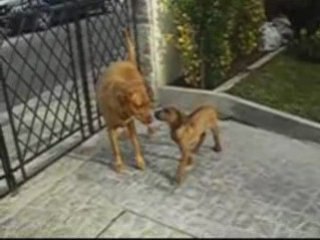 A chegada do Leão - Buda da Quinta de Ferdais